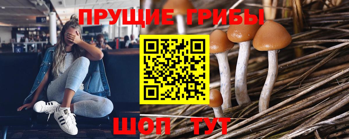 Мытищи  Псилоцибиновые грибы Psilocybine cubensis  цены   Вход с VPN 